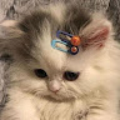 Maho zoekt een Kamer in Leiden