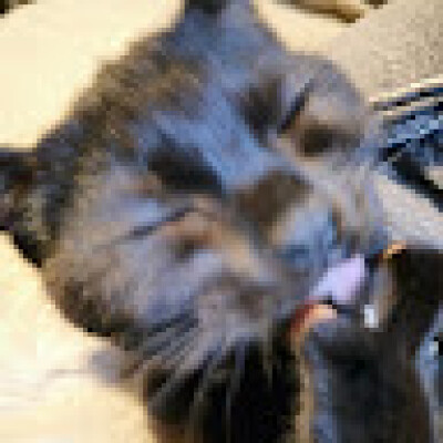 Alessandro zoekt een Huurwoning / Appartement in Leiden